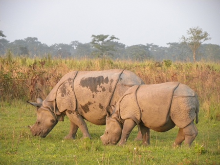 Indian one horned rhino in forest with birds