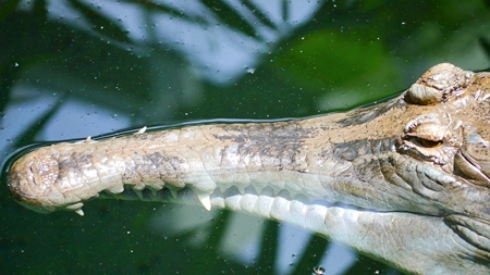 Head of gavial or gharial in water