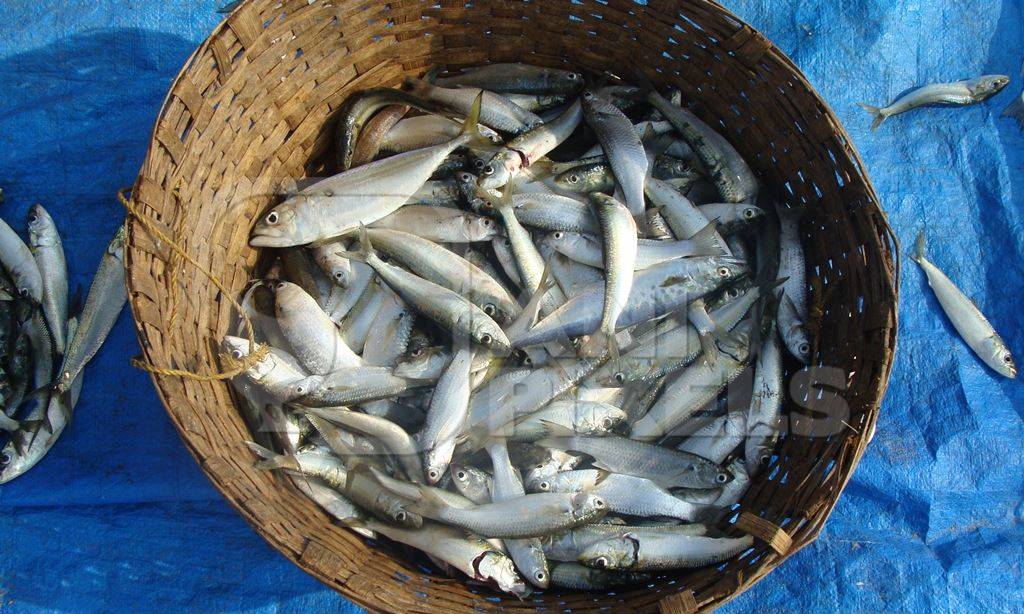 Basket of dead silver sardine fish at market with blue background
