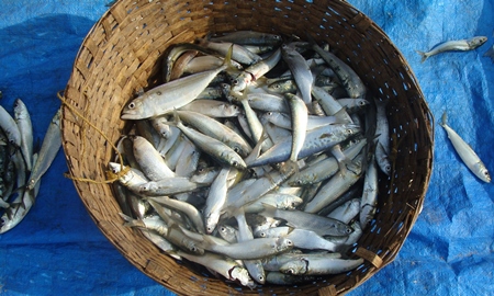 Basket of dead silver sardine fish at market with blue background