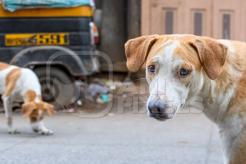 Indian stray or street pariah dogs on road in urban city of Pune, Maharashtra, India, 2021