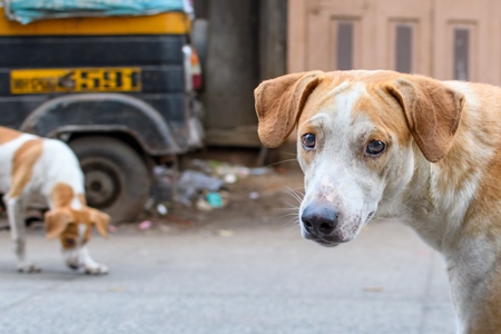 Indian stray or street pariah dogs on road in urban city of Pune, Maharashtra, India, 2021