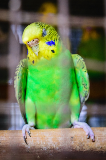 Cockatiels or budgerigars in cage on sale at Crawford pet market