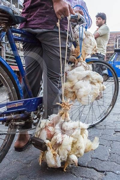 Broiler chickens raised for meat being carried upside down on a bicycle by Crawford meat market in Mumbai