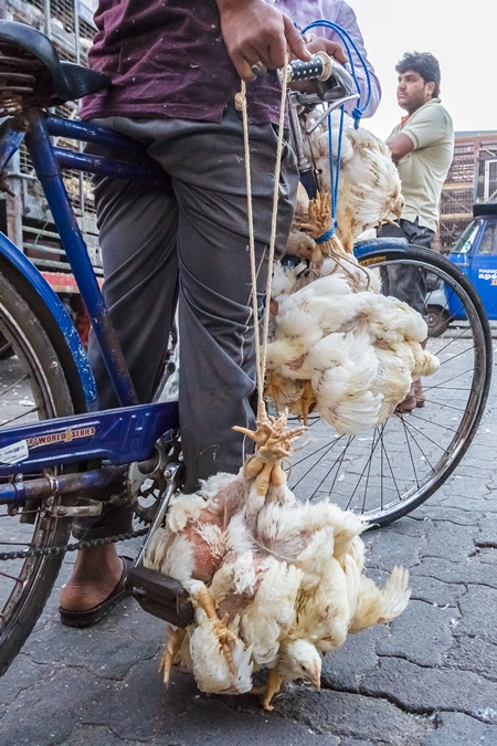 Broiler chickens raised for meat being carried upside down on a bicycle by Crawford meat market in Mumbai