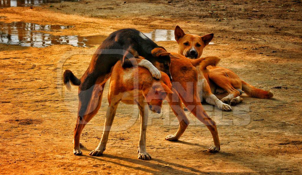 Brown street dogs playing on beach in golden sunlight