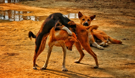 Brown street dogs playing on beach in golden sunlight