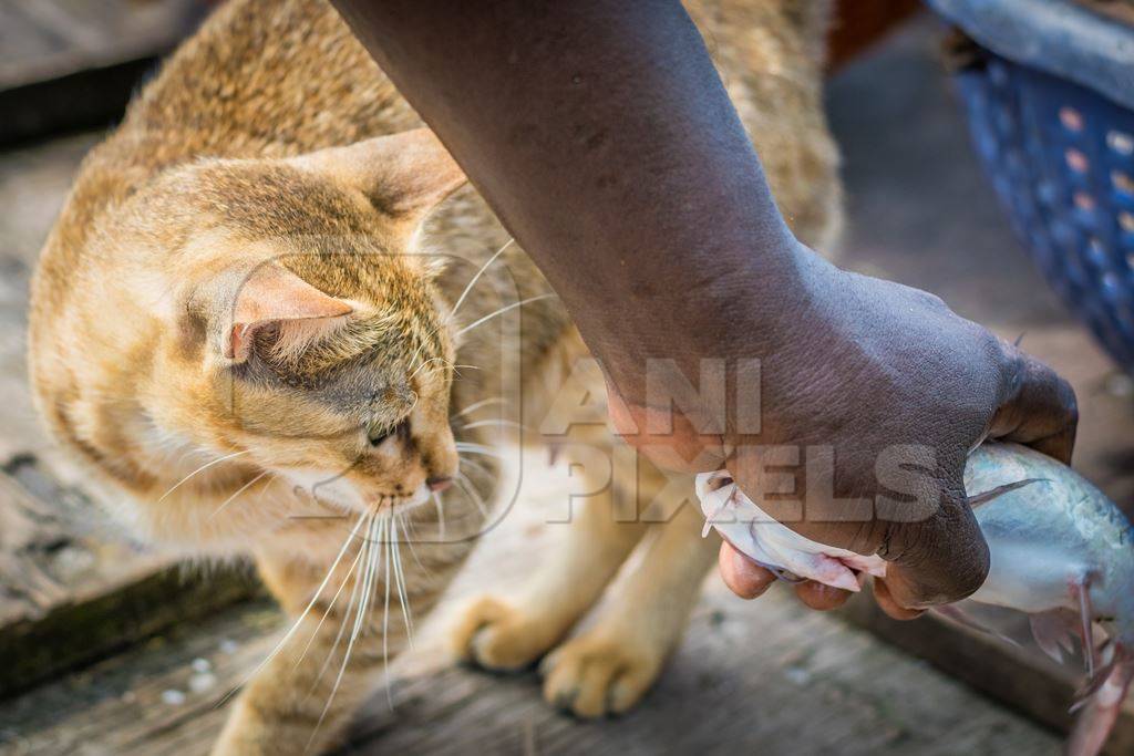 Street cat at Kochi fishing harbour in Kerala with fish in mouth