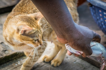 Street cat at Kochi fishing harbour in Kerala with fish in mouth