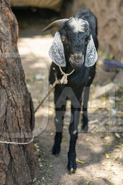 Black goat tied up outside a mutton shop in an urban city