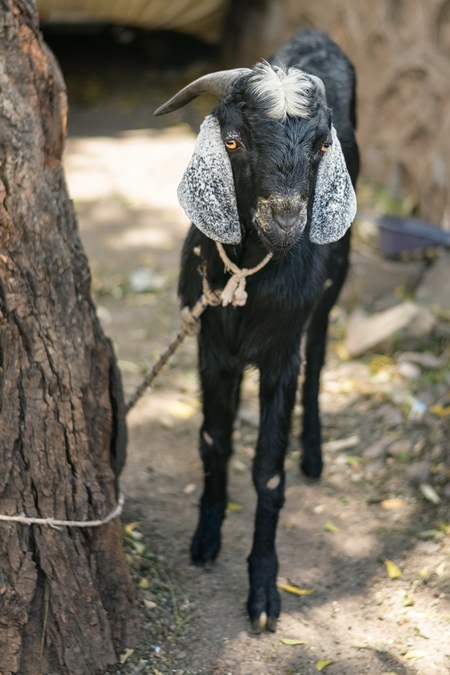 Black goat tied up outside a mutton shop in an urban city