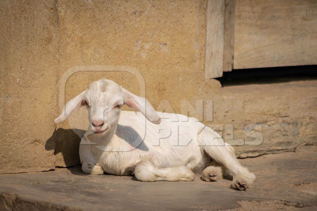 White baby goat with yellow wall background in village in rural Bihar