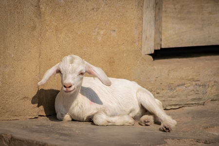 White baby goat with yellow wall background in village in rural Bihar