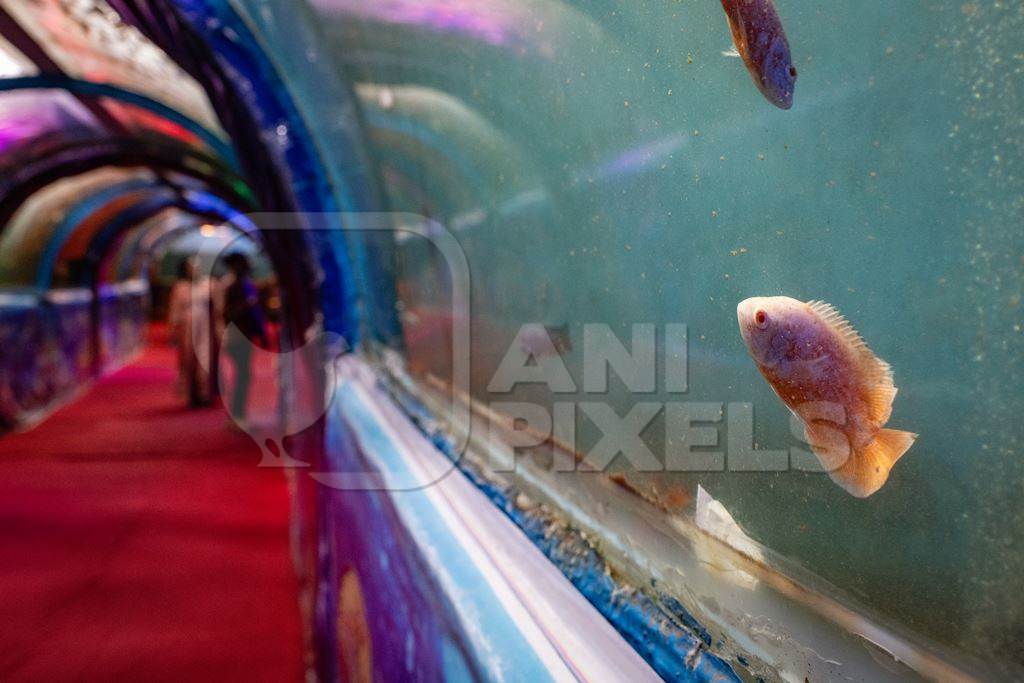 Fish swimming in a dirty tank at an underwater fish tunnel expo aquarium in Pune, Maharashtra, India, 2024