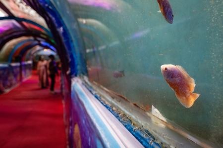 Fish swimming in a dirty tank at an underwater fish tunnel expo aquarium in Pune, Maharashtra, India, 2024