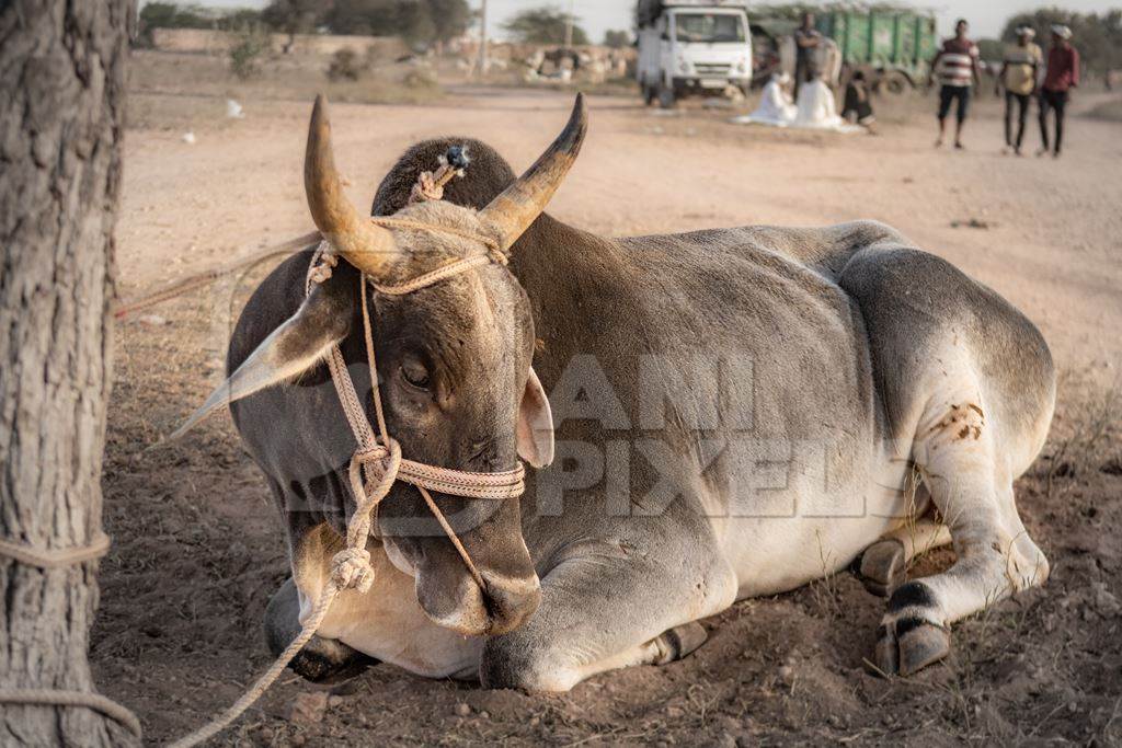 Indian cows or bullocks at Nagaur Cattle Fair, Nagaur, Rajasthan, India, 2022