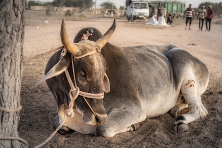 Indian cows or bullocks at Nagaur Cattle Fair, Nagaur, Rajasthan, India, 2022