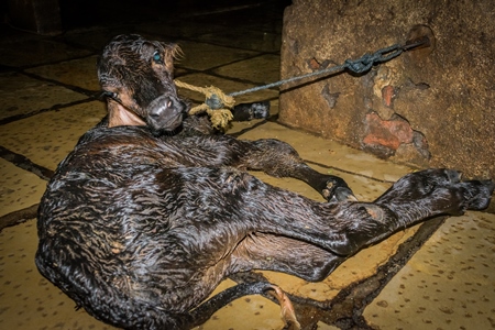 Small sad newborn baby calf tied up alone  in a urban dairy