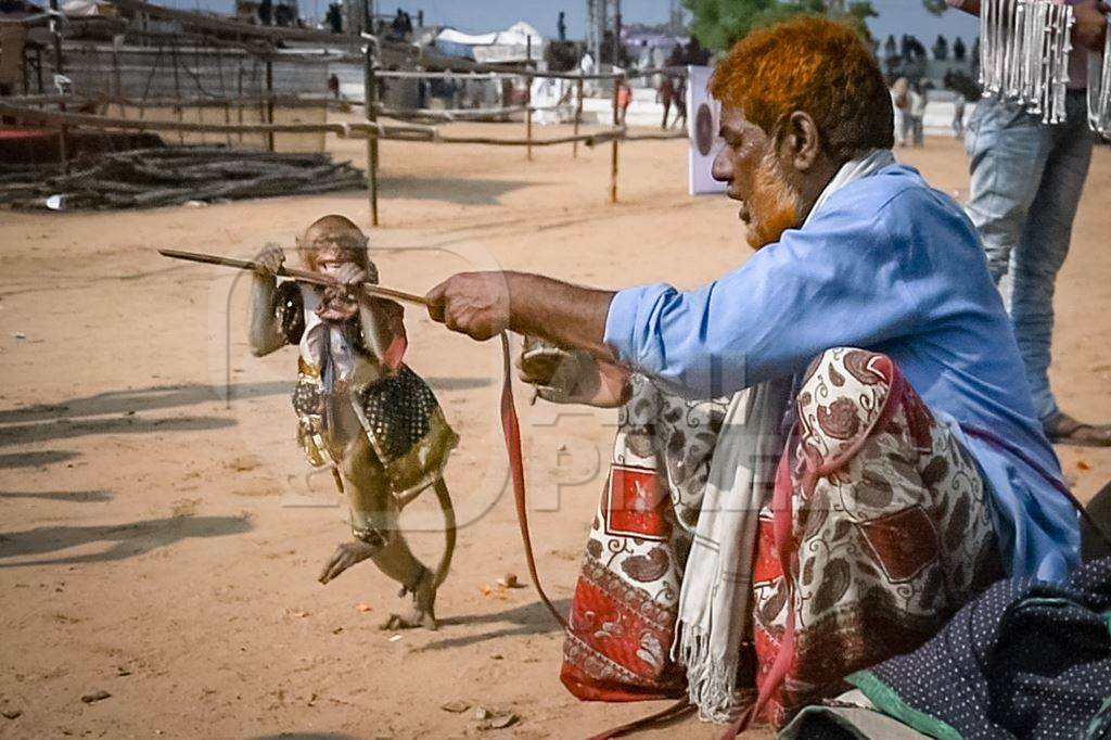 Still from Video: Man with dancing macaque monkeys  illegal performing for entertainment and begging for money for spectators at Pushkar camel fair in Rajasthan