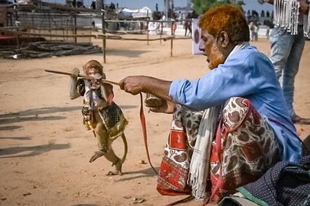 Still from Video: Man with dancing macaque monkeys  illegal performing for entertainment and begging for money for spectators at Pushkar camel fair in Rajasthan