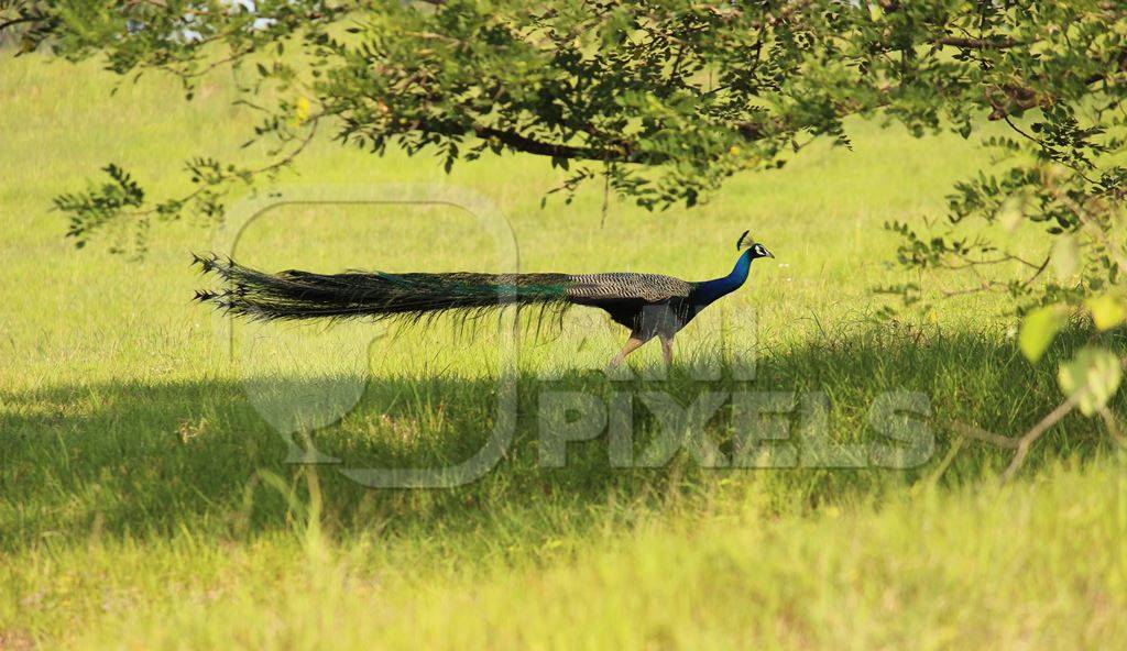 Peacock walking in a green field