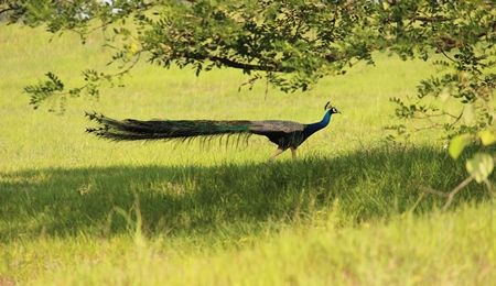 Peacock walking in a green field
