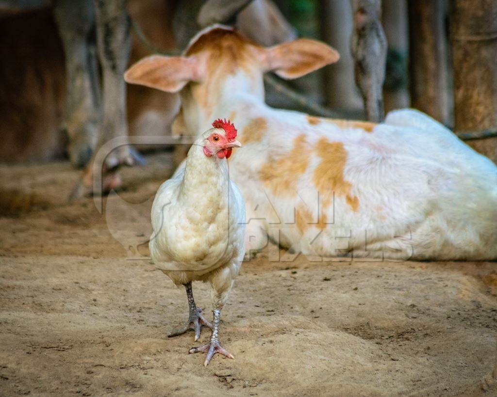 Indian chicken and cow calf on rural farm in  Assam, India