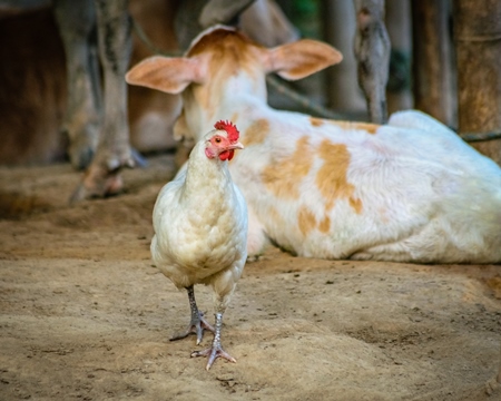 Indian chicken and cow calf on rural farm in  Assam, India