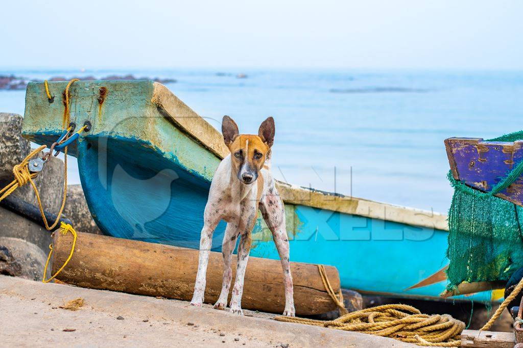 Stray Indian street dog on the beach with boats in Maharashtra, India