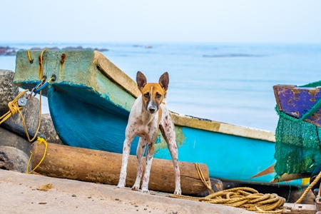 Stray Indian street dog on the beach with boats in Maharashtra, India