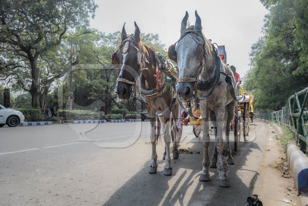 Horses used for horse drawn carriages in front of Victoria memorial, Kolkata, India, 2022