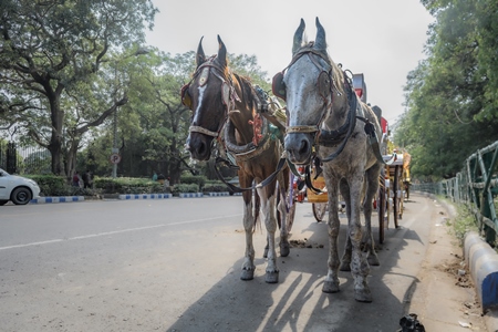 Horses used for horse drawn carriages in front of Victoria memorial, Kolkata, India, 2022