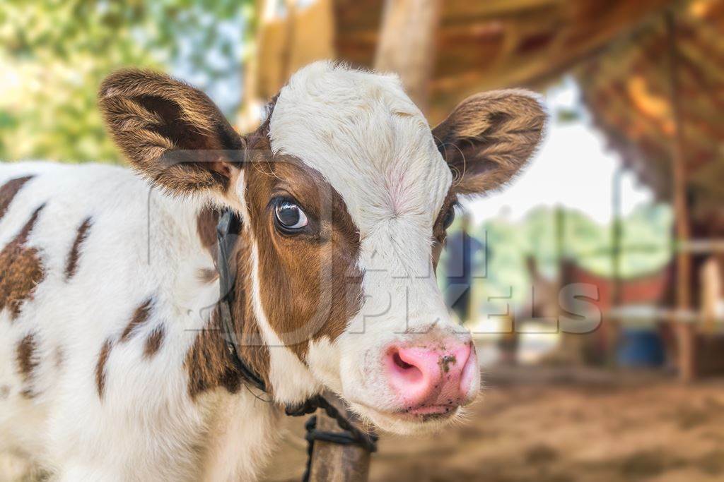 Small brown and white dairy calf with big eyes tied up at Sonepur cattle fair, India