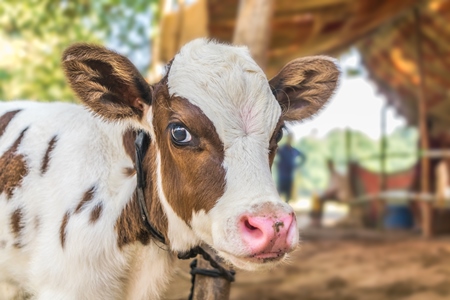 Small brown and white dairy calf with big eyes tied up at Sonepur cattle fair, India