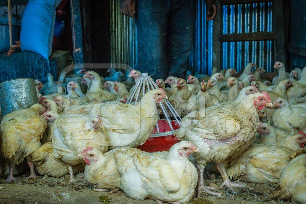 Chickens in a pen on sale for meat at a chicken shop at a market