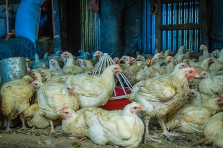 Chickens in a pen on sale for meat at a chicken shop at a market