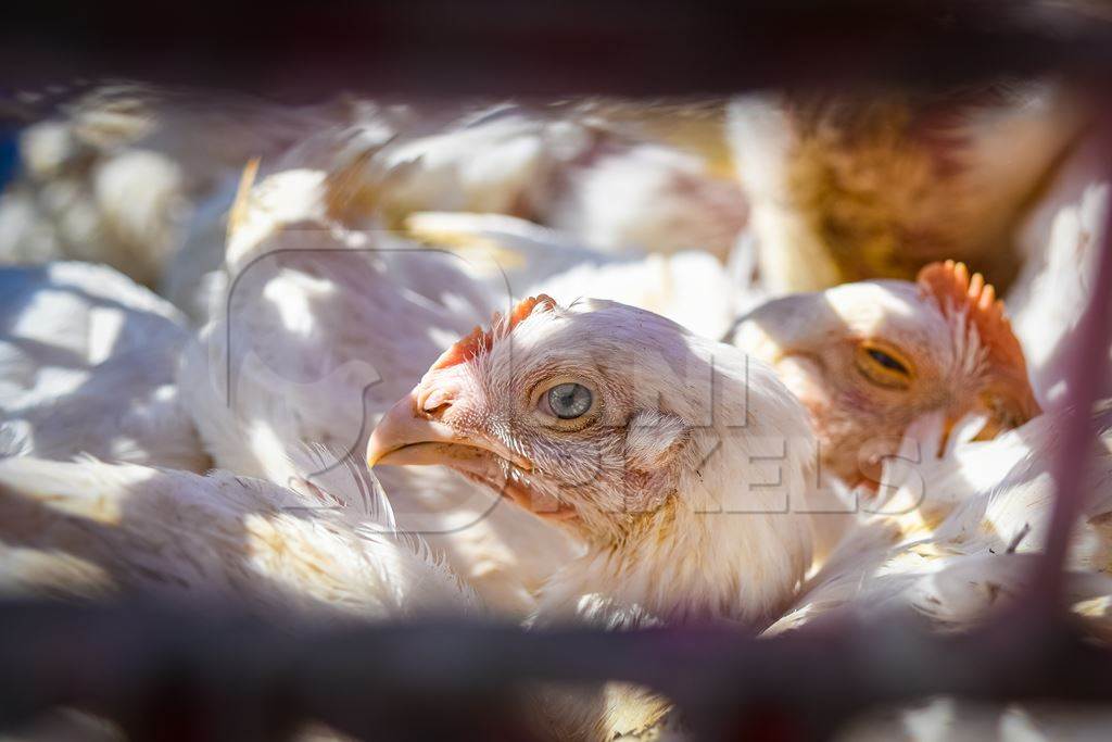 Close up of Indian broiler chickens looking out of crates at Ghazipur murga mandi, Ghazipur, Delhi, India, 2022