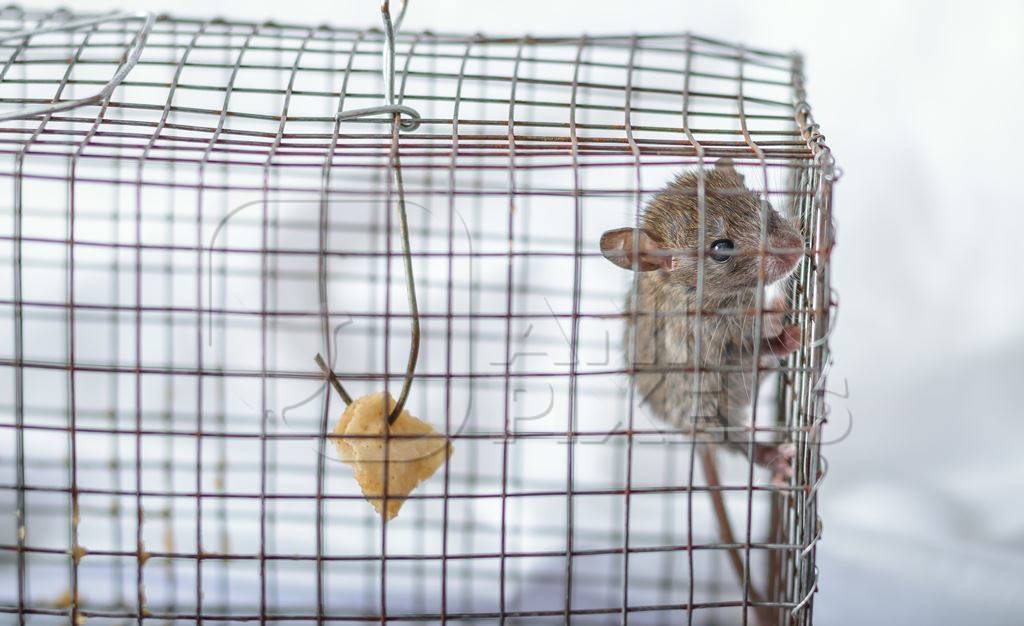 Mouse caught in a humane no-kill mouse trap waiting to be released