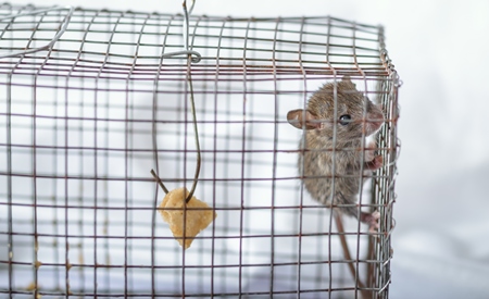 Mouse caught in a humane no-kill mouse trap waiting to be released