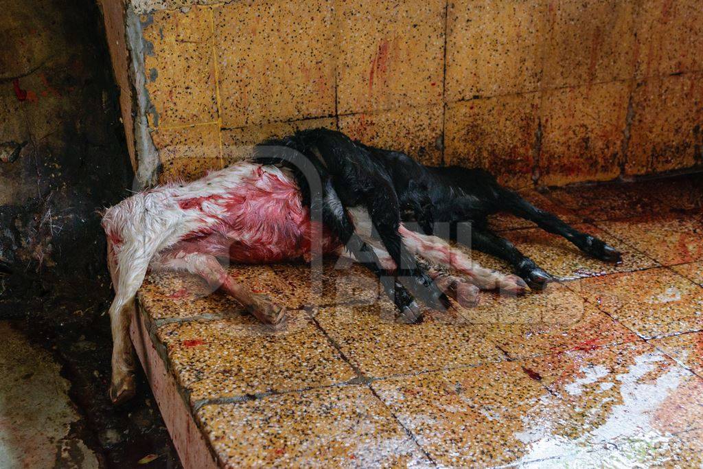 Indian goats killed by religious animal sacrifice inside Kamakhya temple in Guwahati, Assam, India, 2018