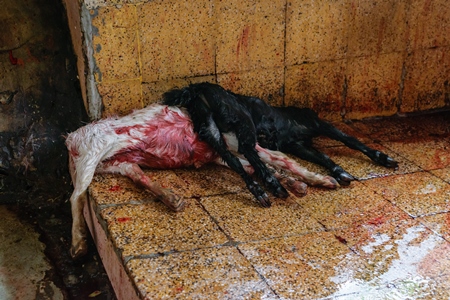 Indian goats killed by religious animal sacrifice inside Kamakhya temple in Guwahati, Assam, India, 2018