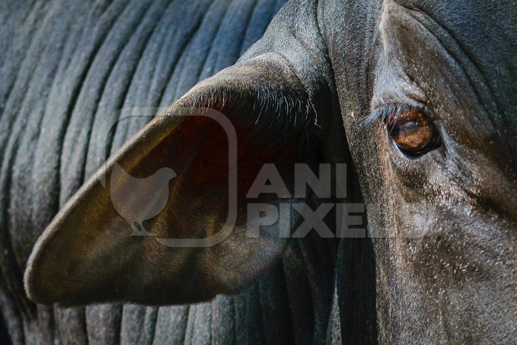 Black street cow or bull on street in city in Maharashtra