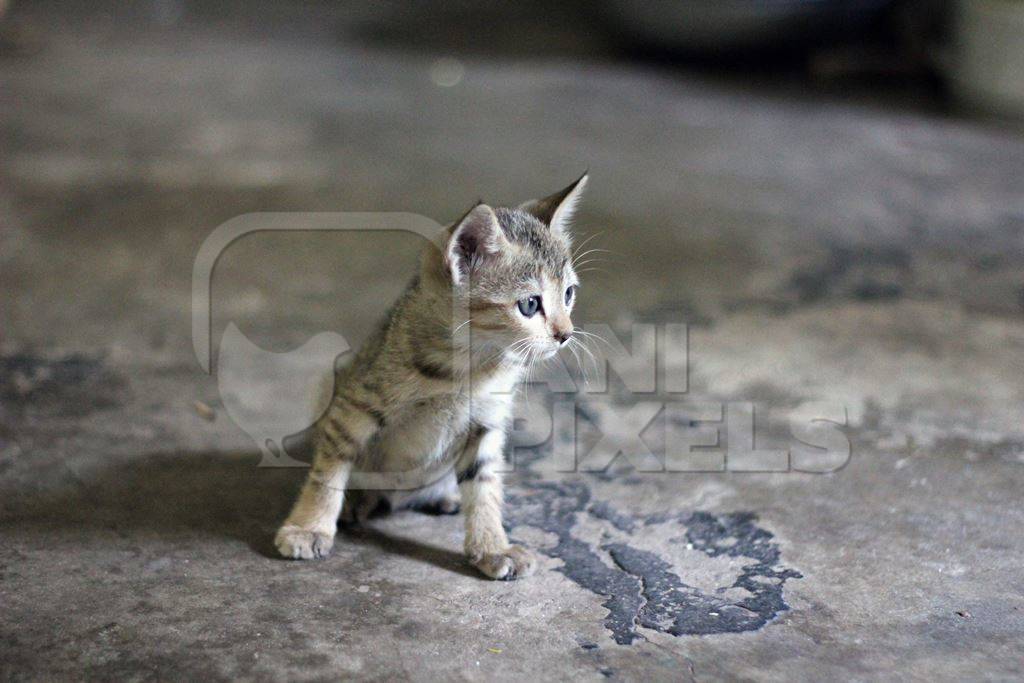 Small grey kitten with grey background