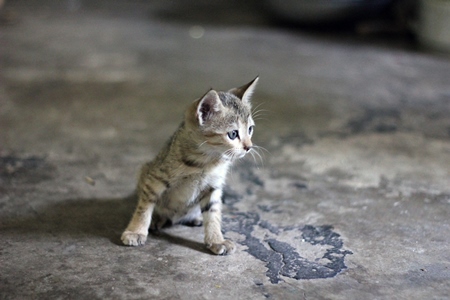 Small grey kitten with grey background