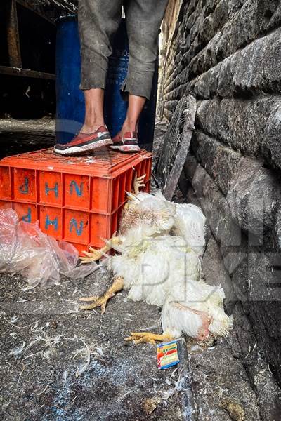 A pile of dead Indian broiler chickens outside Shivaji meat market, Pune, India, 2024