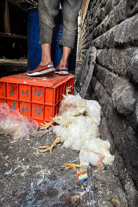 A pile of dead Indian broiler chickens outside Shivaji meat market, Pune, India, 2024