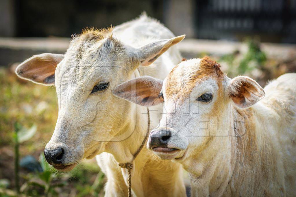 Brown and white cows in small field in town of Bodhgaya, Bihar