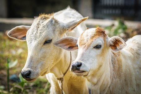 Brown and white cows in small field in town of Bodhgaya, Bihar