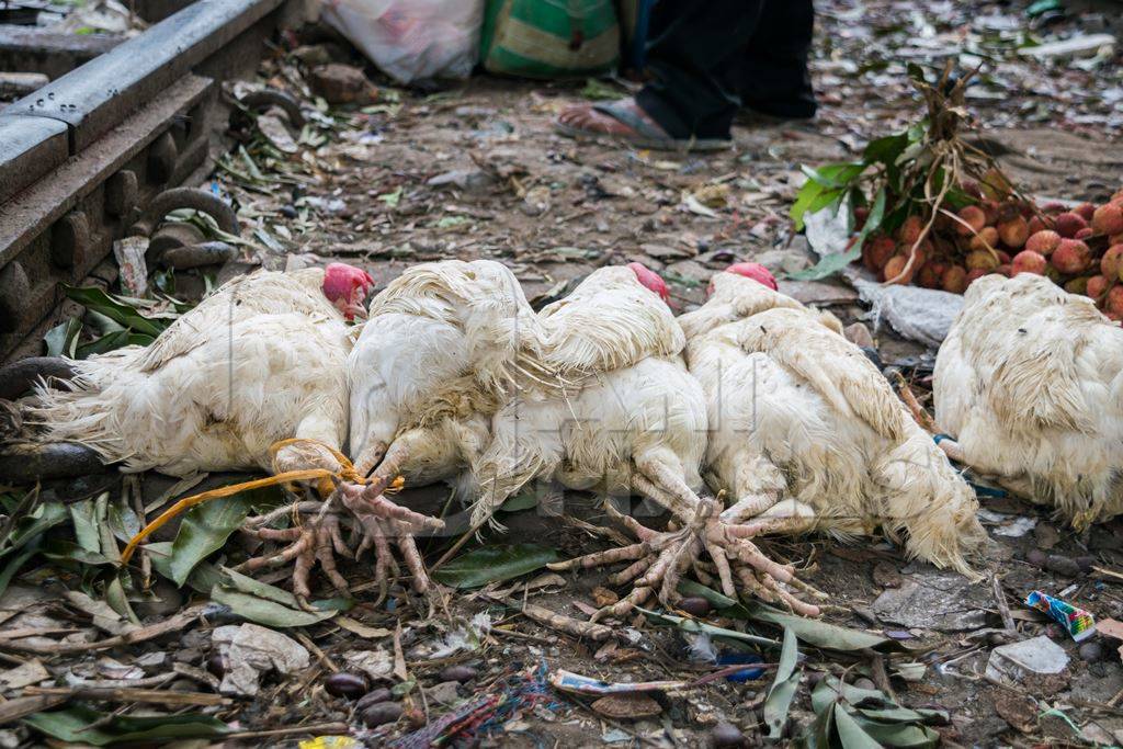 Bunches of white broiler chickens tied up and on sale at a market