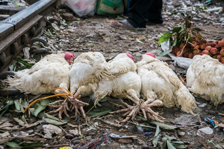 Bunches of white broiler chickens tied up and on sale at a market